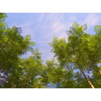 Ayurvedic Neem Tree